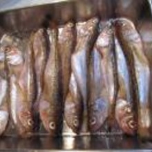 おいし ハタハタの塩焼き レシピ 作り方 By Cota Cota 楽天レシピ おいし ハタハタの塩焼き レシピ 作り方 By Cota Cota 楽天レシピ